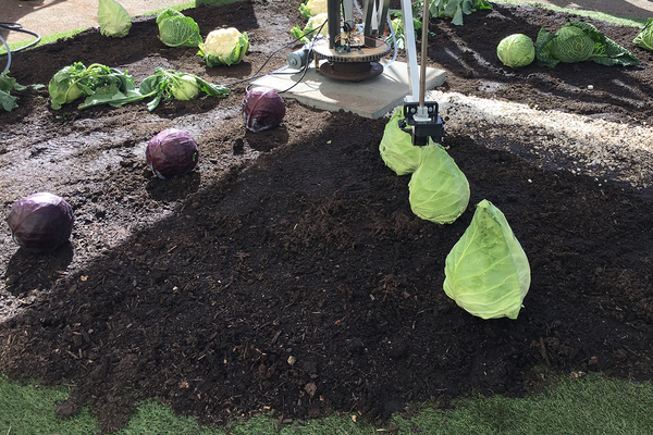 Innovatives Bewässerungssystem für den Gemüseanbau. Im Bild wird ein Spitzkohl automatisch bewässert.