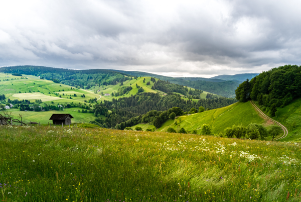 Natur-Panoramablick im Hochschwarzwald.